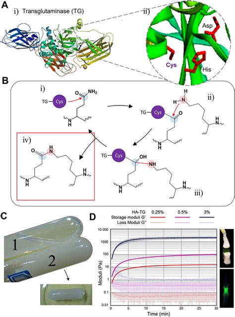 Structure Mechanism And Applications To Hydrogel Of Transglutaminase