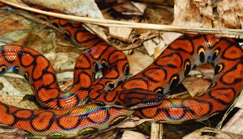 Cobra Jiboia Arco Iris - Jiboia arco-íris da Amazônia surpreende e encanta