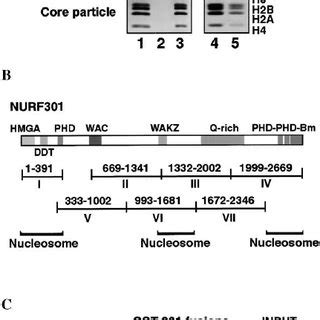 NURF Interacts with GAGA Factor | Download Scientific Diagram