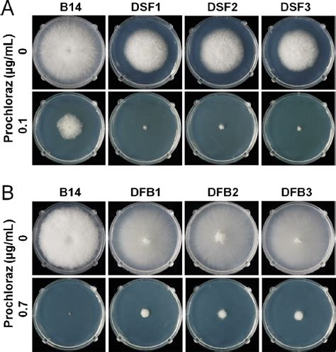 Prochloraz Sensitivity Of Fusarium Fujikuroi Mutant Strains With