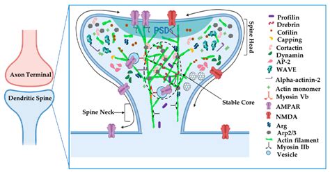 Cells Free Full Text Control Of Synapse Structure And Function By