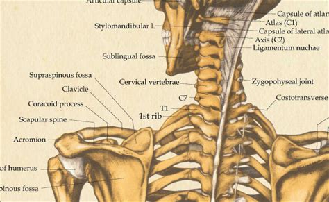 human skeletal anatomy poster