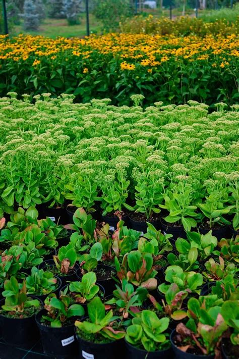 Рассада цветов – купить в Екатеринбурге