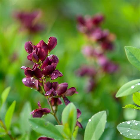 Baptisia x 'Burgundy Blast' (False Indigo) – Fieldstone Gardens Inc