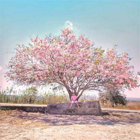 tempat melihat bunga sakura  indonesia  tidak kalah keren