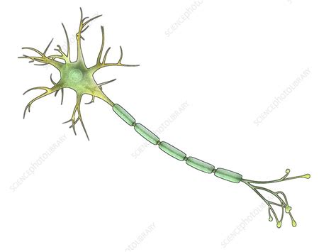 nerve cell  axon illustration stock image  science