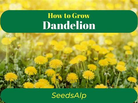 how long does it take for a dandelion to grow