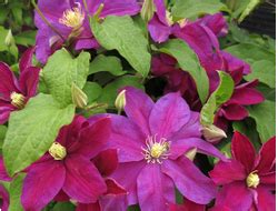 Каталог товаров - Клематисы