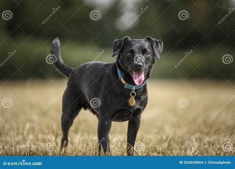 Black Patterdale Cross Border Terrier Looking Directly At The Camera