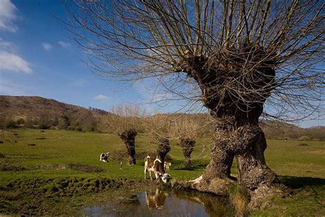 castlemorton common   malvern hills worcestershire