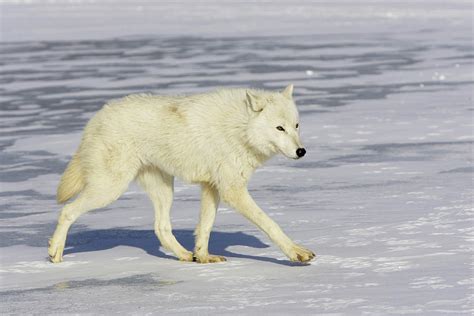 Arctic Wolf Canis Lupus Arctos Walking On Snow Captive Photograph By