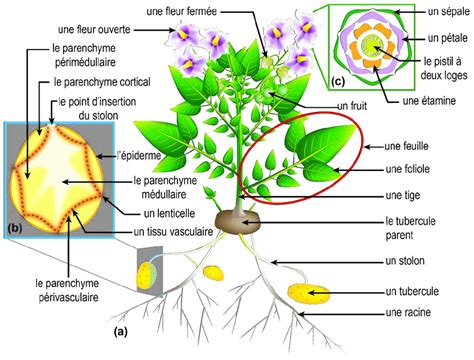 Schéma d un plant de pomme de terre a Dessin d un plant de pomme de