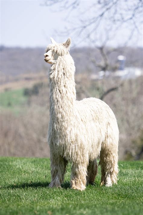 suri alpaca information breed characteristics suri