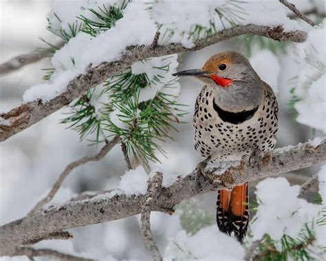 Backyard Birds Of Michigan The 18 Most Common Species 2022 Guide