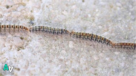 Procession Of Caterpillars March Along Path In Spain Youtube