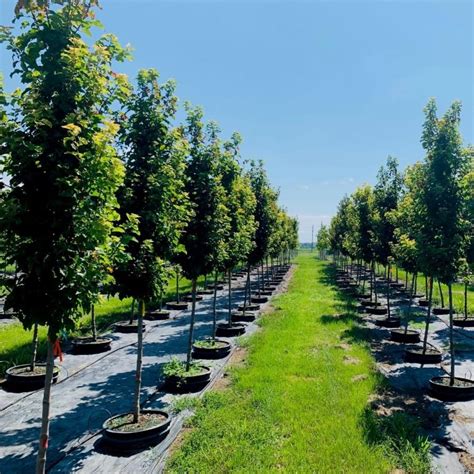 Acer Tataricum Gar Ann Hot Wings Tatarian Maple Maple Hot Wings