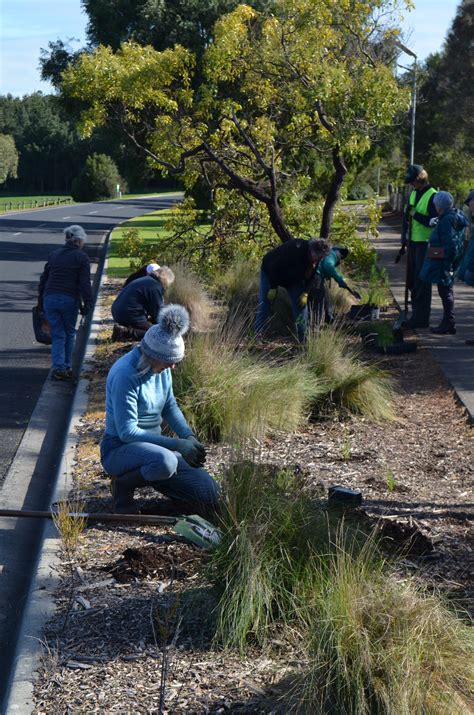 Busy-bee volunteers in Mount Gambier - Nature Glenelg Trust