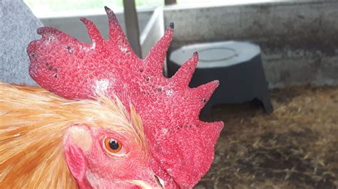 Black Tips White Spots On Comb BackYard Chickens Learn How To