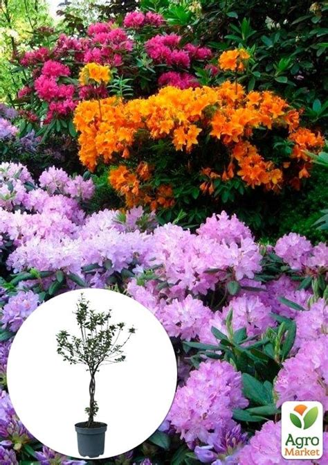 LMTD Рододендрон на штамбе 3-х летний "MIX" Уценка(40-60см) - Цветущие ...