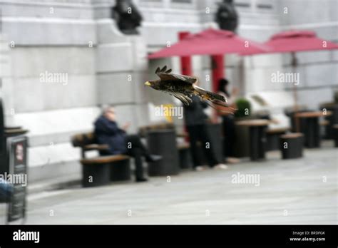The Hawks That Keep The Pigeons At Bay In Londons Trafalgar Square
