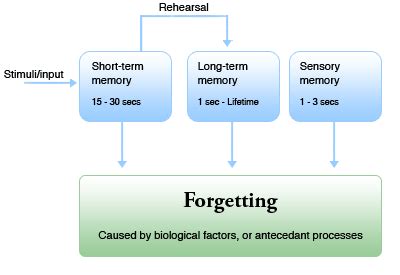 37. Describe the characteristics of short and long term memory and the ...