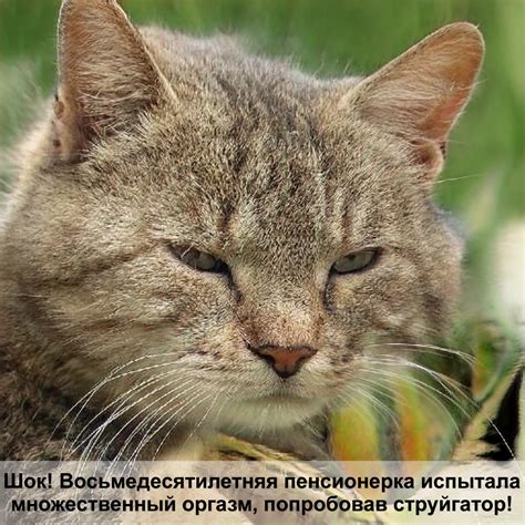мокрый корм для кошек — Postimages