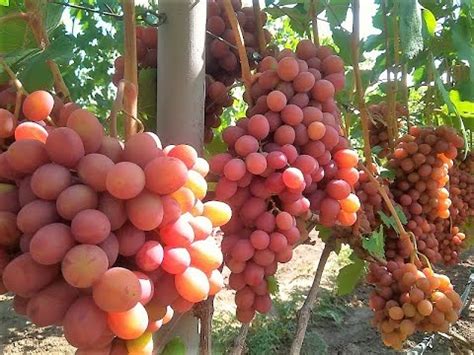 Гурман Ранний - YouTube