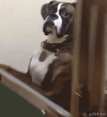 funny animal gifs part   gifs amazing creatures