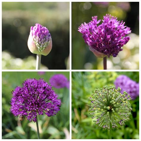 Plant Ornamental Allium Bulbs Now for Flowers Next Spring - Longfield ...