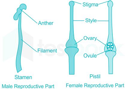 Solved The Female Sex Organs In A Flower Is The