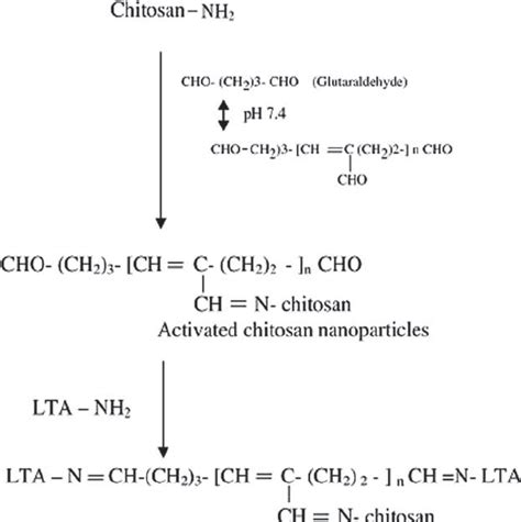 Schematic Presentation Of Anchoring Of Lta Lectin To Surface Of