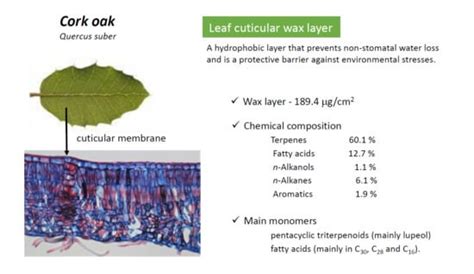 Chemical Makeup Of Wax Mugeek Vidalondon