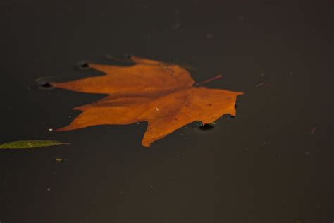 Floating Leaf Photograph By Dawn Oconnor Fine Art America