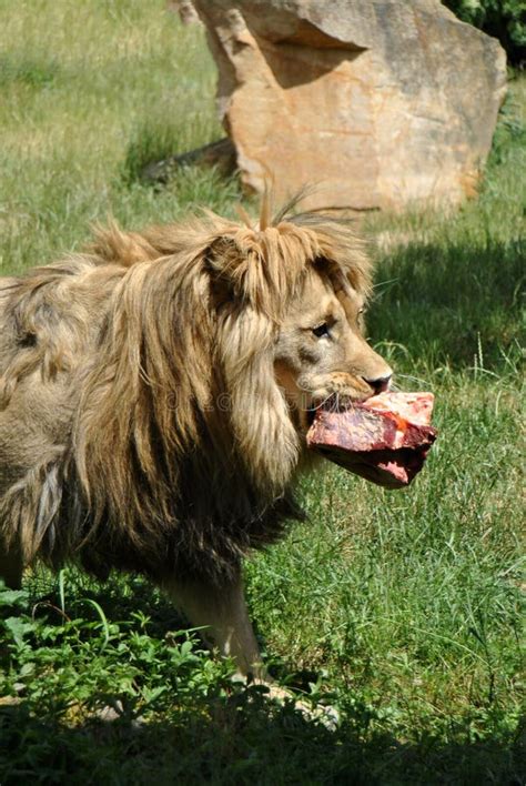 Male Lion Feeding On A Piece Of Meat Stock Image Image Of Carnivore