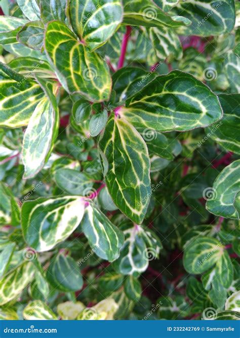 Beautiful Ornamental Plant with Green Leaves and Yellow Veins Stock