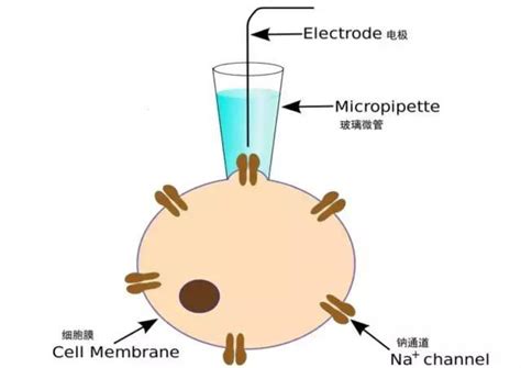 膜片钳技术打开细胞电生理研究之门 知乎