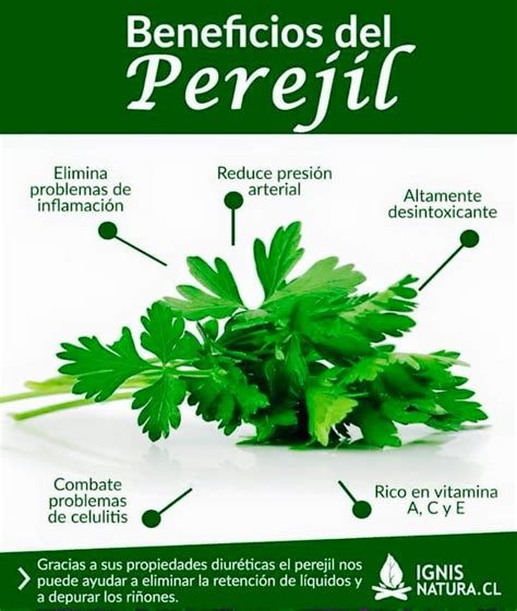 Sabias Que Perejil Beneficios Frutas Y Verduras Beneficios Recetas Para La Salud