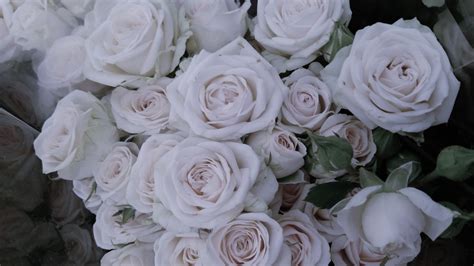 137 Wallpaper Hd White Rose Pictures - MyWeb