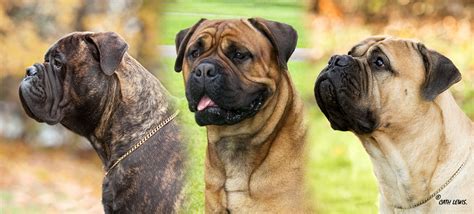 Bullmastiff | The Northern Bullmastiff Club | Home