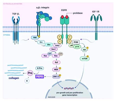 Graphical Illustration Of Prolidase Dependent Egfr Integrin