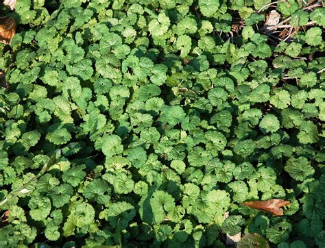 Identify Ground Cover Weeds