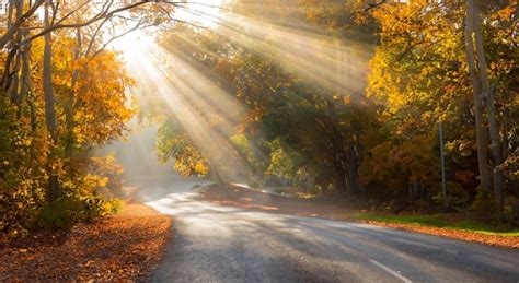 Premium AI Image | Beautiful road in the middle of a forest in autumn