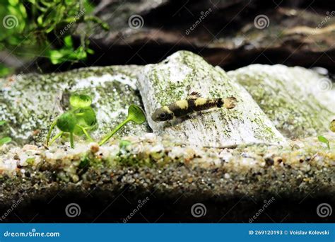 Panda Garra Freshwater Fish Garra Flavatra Stock Image Image Of