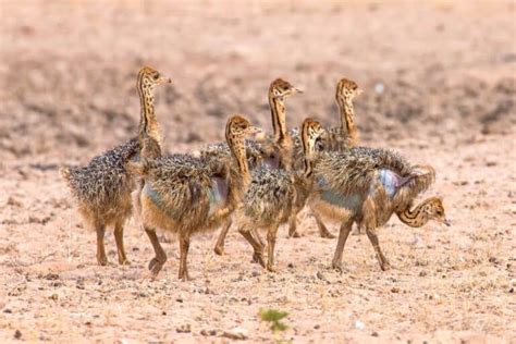 What Is a Baby Ostrich Called? (Facts & Pictures!)