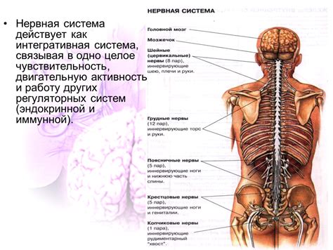 Нервная система
