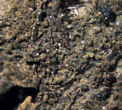 lathagrium auriforme  otalora pm jorg wedin