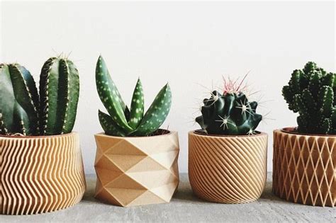 Как ухаживать за кактусом ⋆