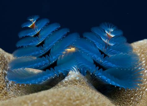 Kosrae Diving By Tim Rock