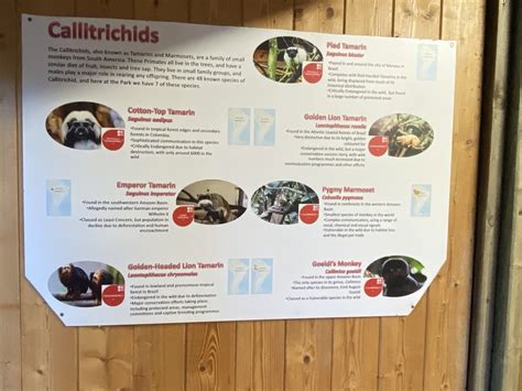 Callitrichids Signage 260124 Zoochat
