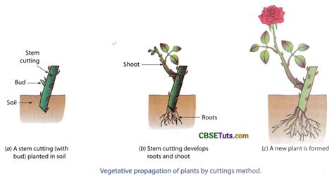 Asexual Reproduction In Plants Vegetative Propagation Cbse Tuts